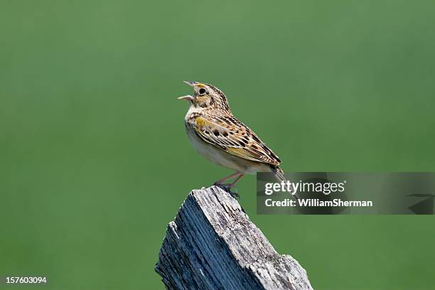 grasshopper sparrow (ammodramus savannarum) singing from a fencepost - grasshopper stock pictures, royalty-free photos & images