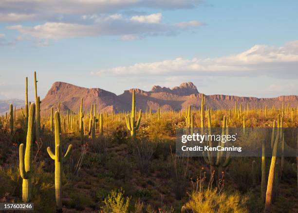 saguaro cacti and desert mountains - saguaro national monument stockfoto's en -beelden