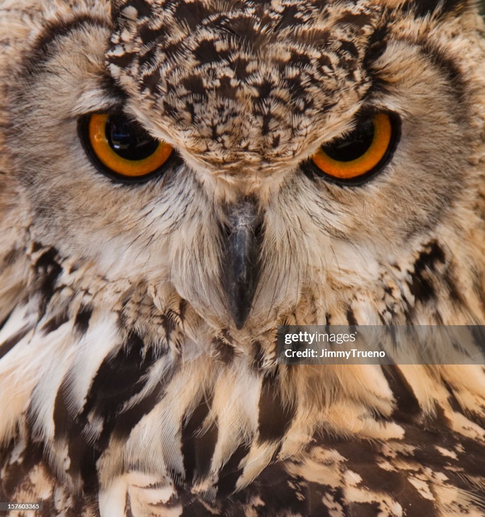 Owl Ruff Owl Face Closeup High-Res Stock Photo - Getty Images