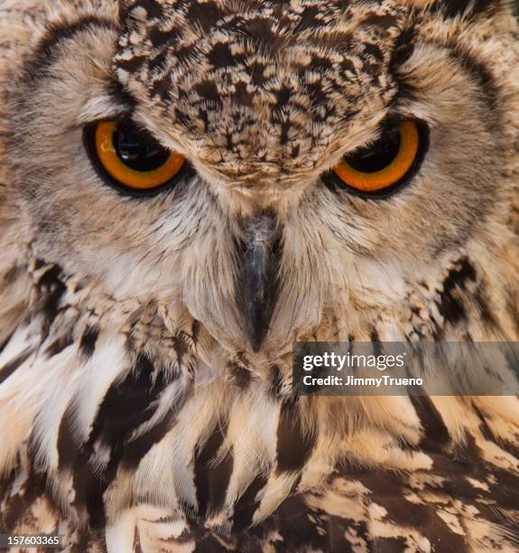 owl face closeup. - great horned owl stock pictures, royalty-free photos & images