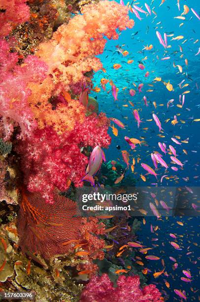 different types of fishes at the bottom of the sea - reef 個照片及圖片檔