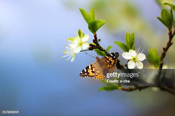 butterfly on flowering tree branch - blue butterfly stock pictures, royalty-free photos & images