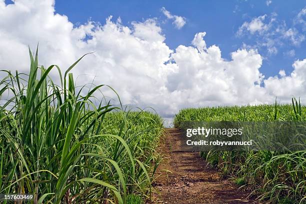 small rural road crossing sugar cane fields towards white clouds - sugar cane stock pictures, royalty-free photos & images