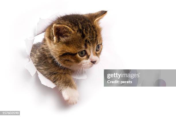 a cute kitten looking out from a hole - peeping holes stock pictures, royalty-free photos & images