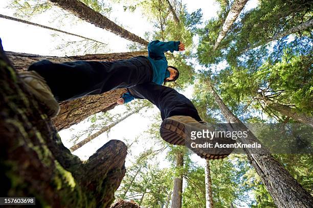 a worms eye view of a hiker with a view of the tall trees - below stock pictures, royalty-free photos & images