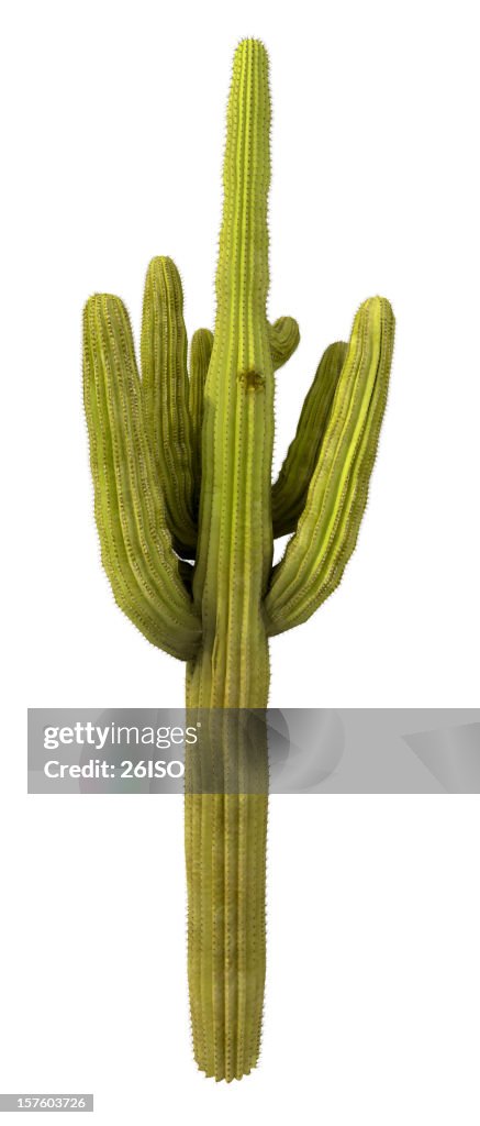 Cactus Baum, isoliert auf weißem Hintergrund (XXXL