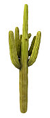 Cactus Tree Isolated on Pure White Background (XXXL)