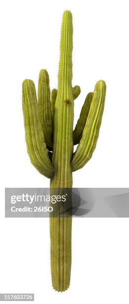 cactus tree isolated on pure white background (xxxl) - saguaro cactus stock pictures, royalty-free photos & images