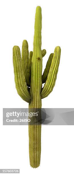 cactus tree isolated on pure white background (xxxl) - kaktus bildbanksfoton och bilder