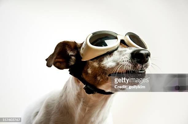 cane con occhiali da sole - navigator foto e immagini stock