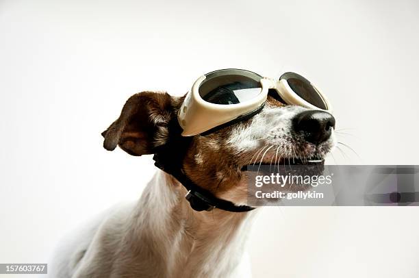 dog with sunglasses - co pilot stock pictures, royalty-free photos & images