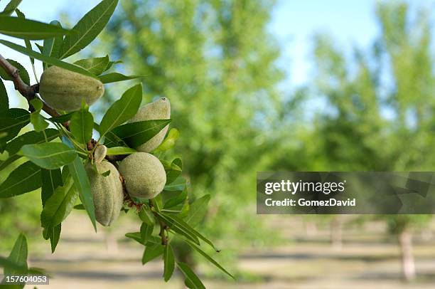 close-up of ripening almonds on central california orchard - almond tree 個照片及圖片檔