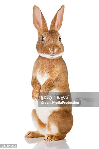 brown rabbit standing up - bunnies stockfoto's en -beelden