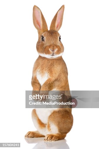 4,362 Funny Rabbit Photos and Premium High Res Pictures - Getty Images