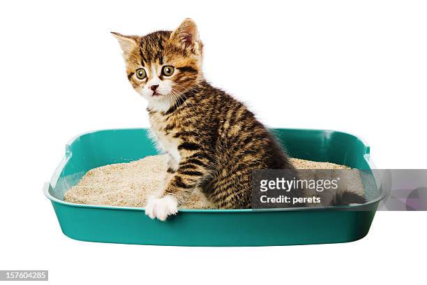 kitten in the tray - litter box stock pictures, royalty-free photos & images
