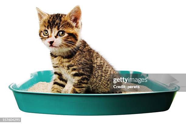 kitten toilet - cat litter stock pictures, royalty-free photos & images