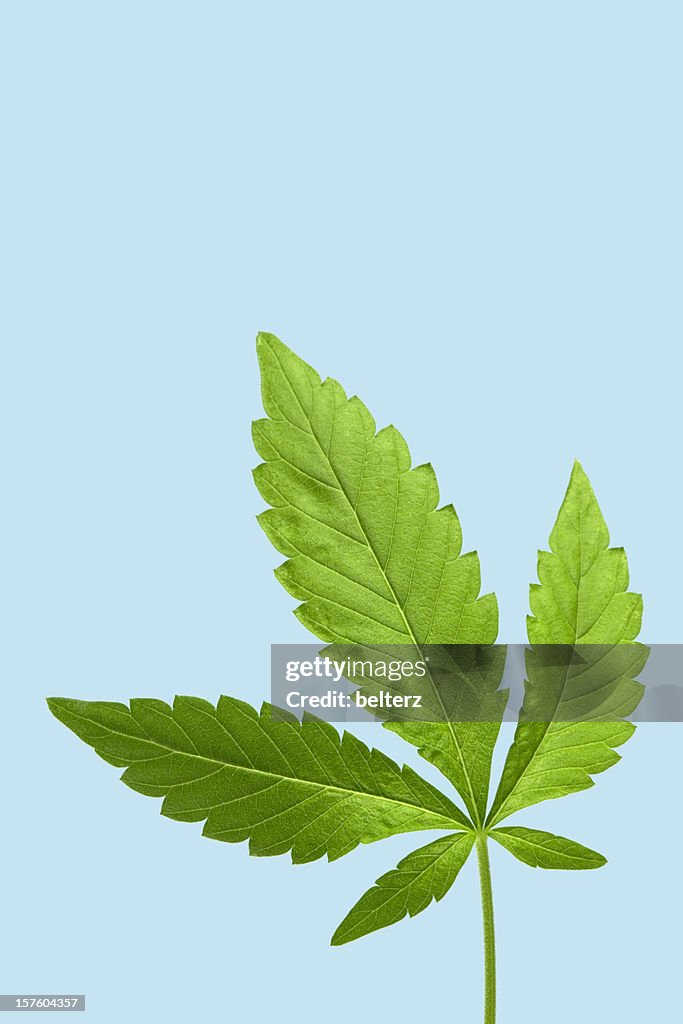 Marijuana leaf