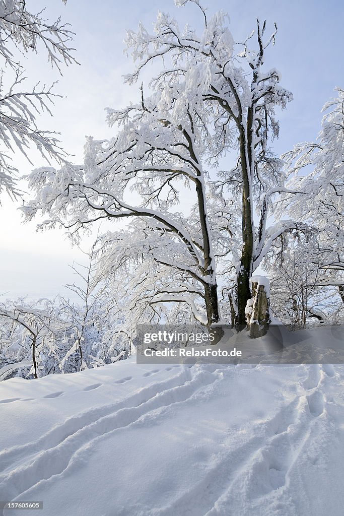 Winter scenics with snow-covered tree and footprints in snow (XXL)