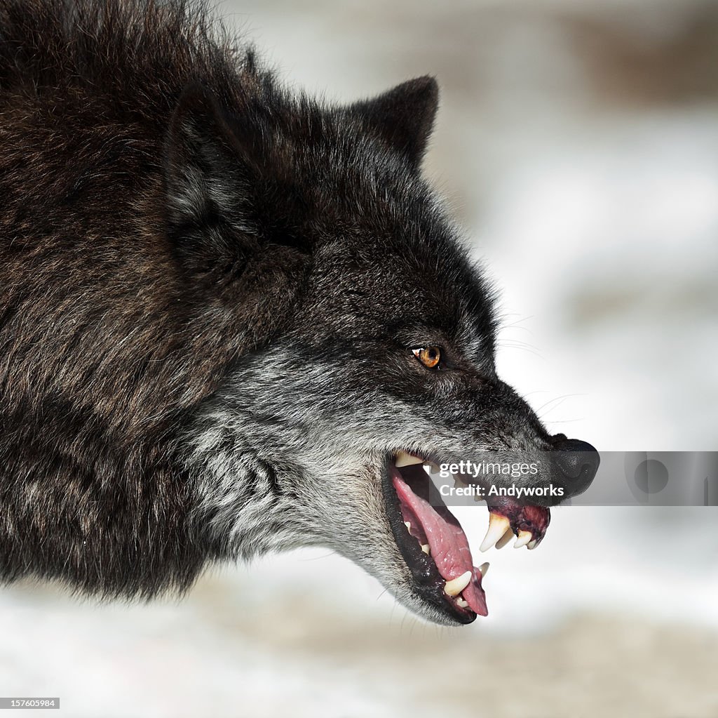 Knurren Schwarz Wolf