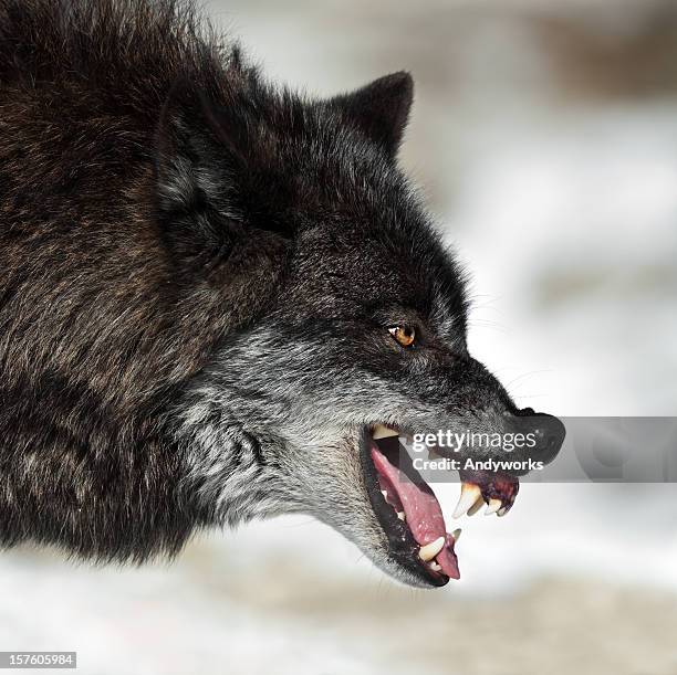 gruñir negro wolf - boca de animal fotografías e imágenes de stock