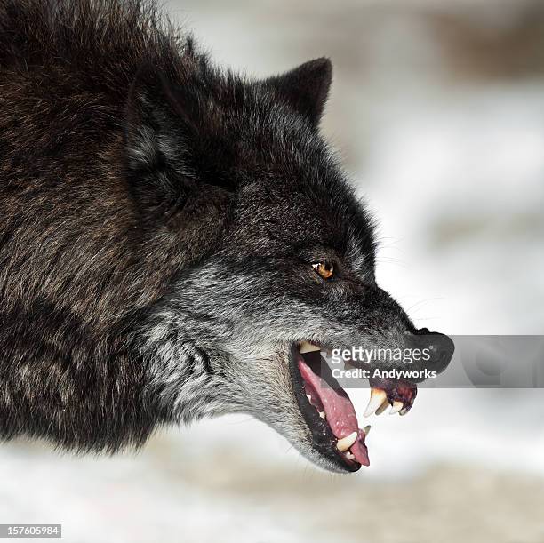 snarling black wolf - animal teeth stockfoto's en -beelden
