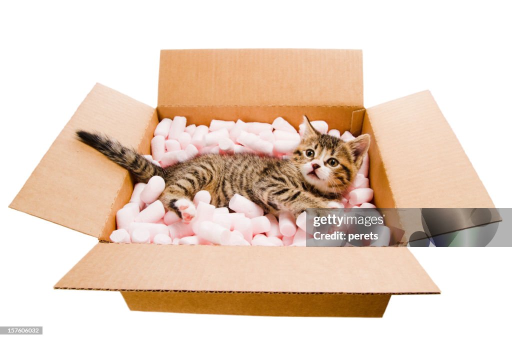 Filhote de Gato situada na caixa