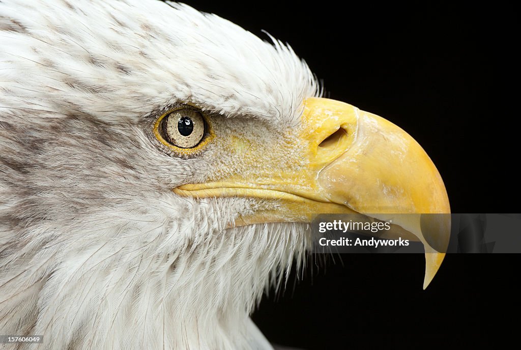 Bald Eagle Close Up
