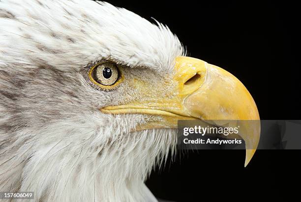 bald eagle close up - eagle eye stock pictures, royalty-free photos & images