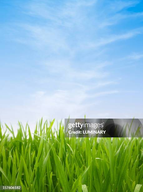 Green Field High-Res Stock Photo