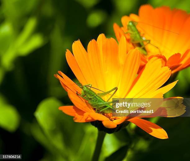 grashopper - syrsa insekt bildbanksfoton och bilder