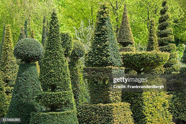 potato - tasso conifera foto e immagini stock