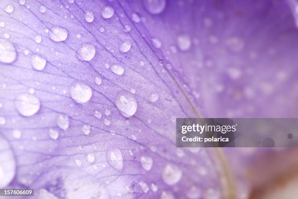 pétalo - macro fotografías e imágenes de stock