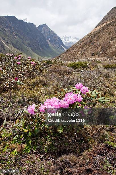 chopta valley in northern sikkim, india - rhododendron stock pictures, royalty-free photos & images