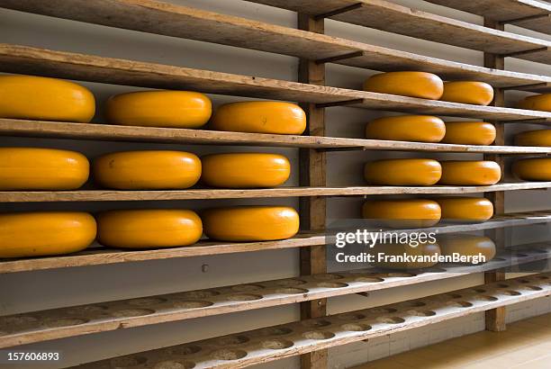 yellow cheese - cheese production in netherlands bildbanksfoton och bilder