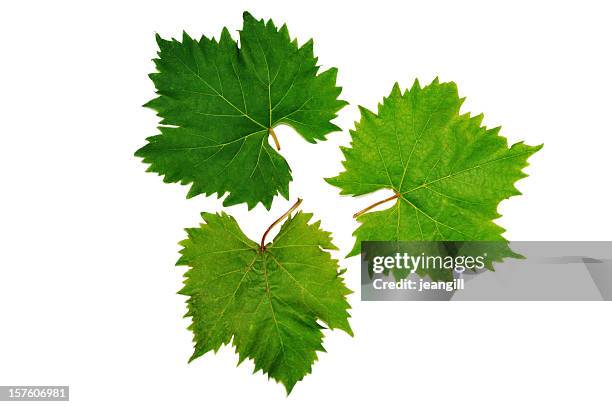 grape vine leaves - grapes on vine stockfoto's en -beelden