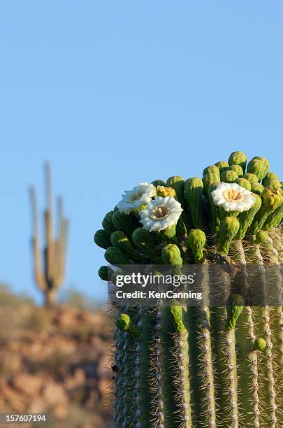 saguaro cactus flowers - saguaro cactus stock pictures, royalty-free photos & images
