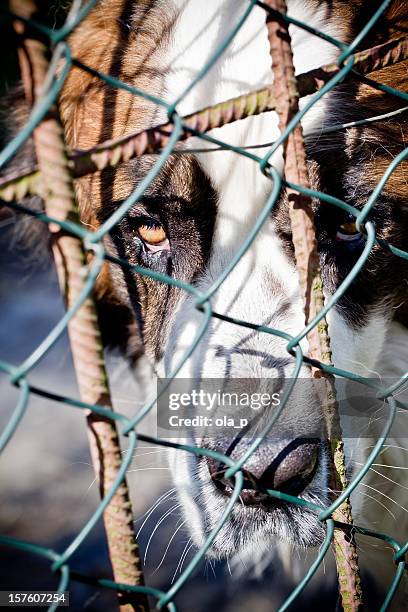 saint bernard at the pound - cruelity stock pictures, royalty-free photos & images