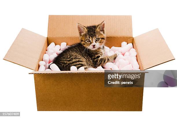 gattino in scatola - cat box foto e immagini stock