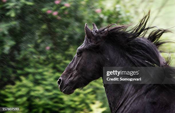 gallop in the summer rain - friesian horse stock pictures, royalty-free photos & images