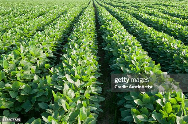 rows of soybeans - soybean harvest stockfoto's en -beelden