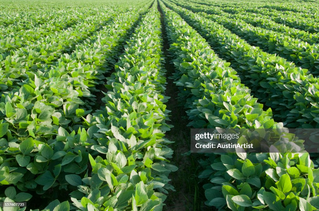 Rows of Soybeans