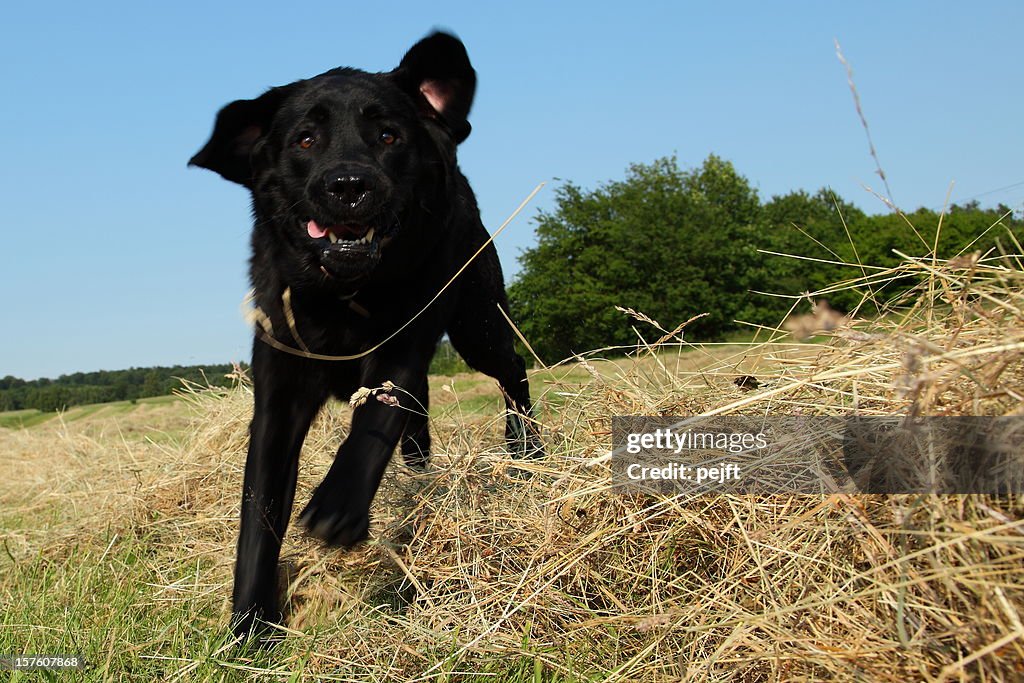 Correr e saltar caça preto Labrador Retreiver cão No hay