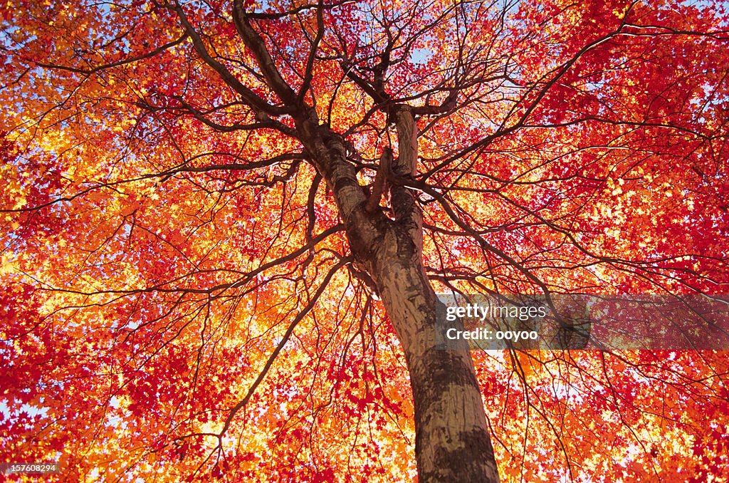 Vibrante cores de outono