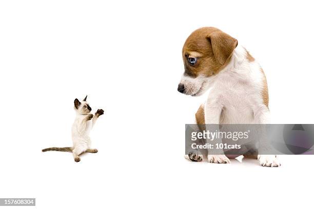 little cat and dog - cute puppies and kittens stock pictures, royalty-free photos & images