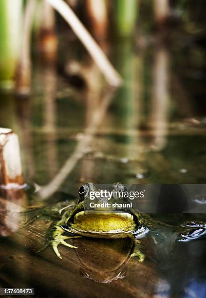 Bull Frog Stack 1,596 Bullfrog Stock Photos, High-Res Pictures, and Images - Getty Images