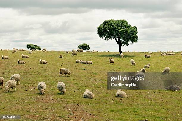 bandada de pastoreo de ovejas en la región de alentejo de portugal - cork tree fotografías e imágenes de stock