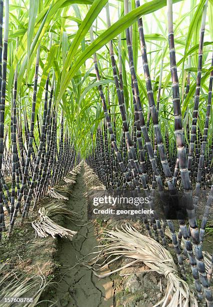 633 Sugarcane Stalks Stock Photos, High-Res Pictures, and Images ...