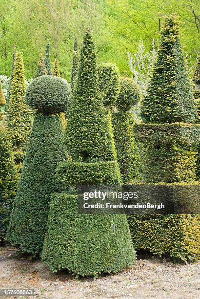 group of topiary trees - yew tree stock pictures, royalty-free photos & images