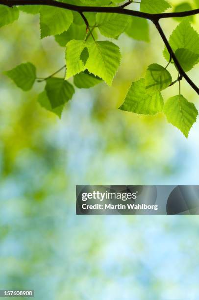 green leaves of spring birch - birch tree bildbanksfoton och bilder