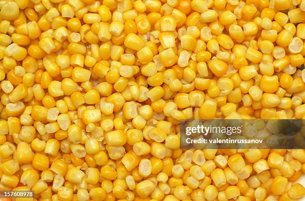 corn - suikermais stockfoto's en -beelden